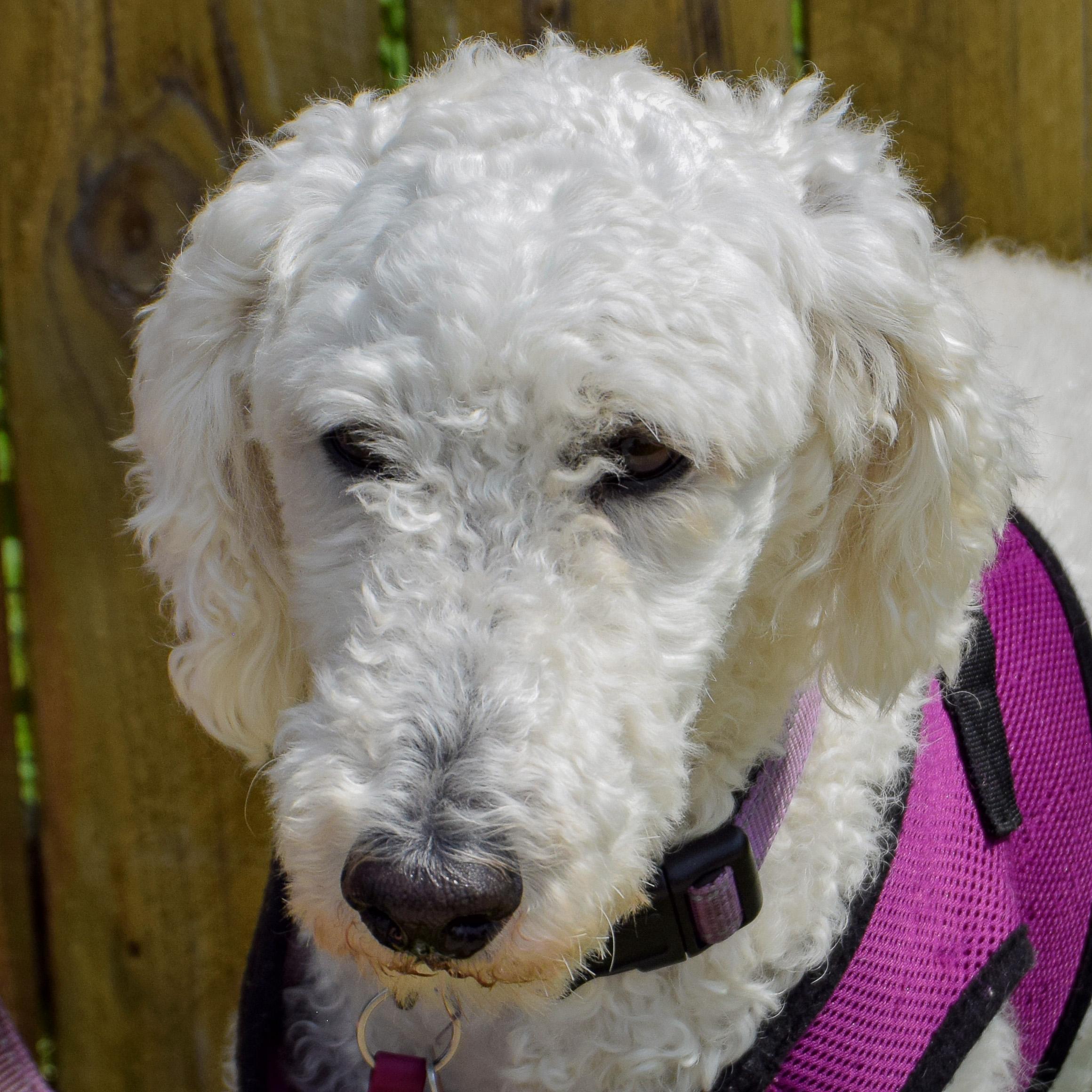 Aurora, adopted, Adult Female Standard Poodle.