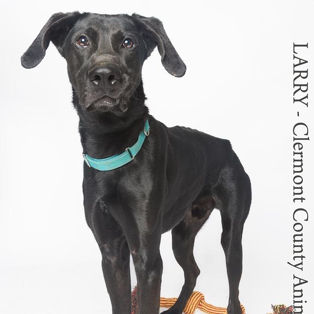 Enlarge Larry, a Adoptable mixed breed in Batavia, OH image 6/6