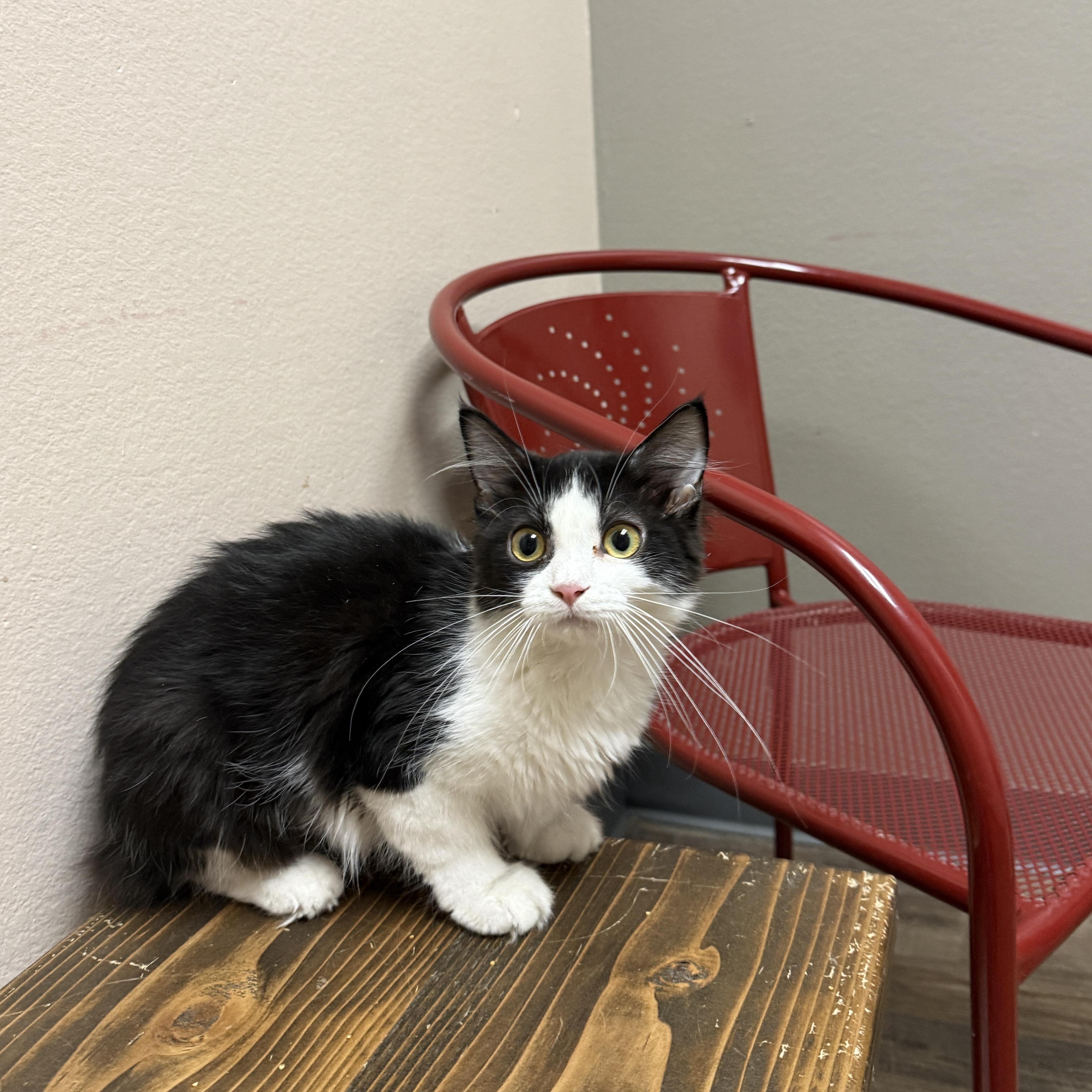 Zuchini, a Adoptable Domestic Short Hair in Oconto, WI image 3/4