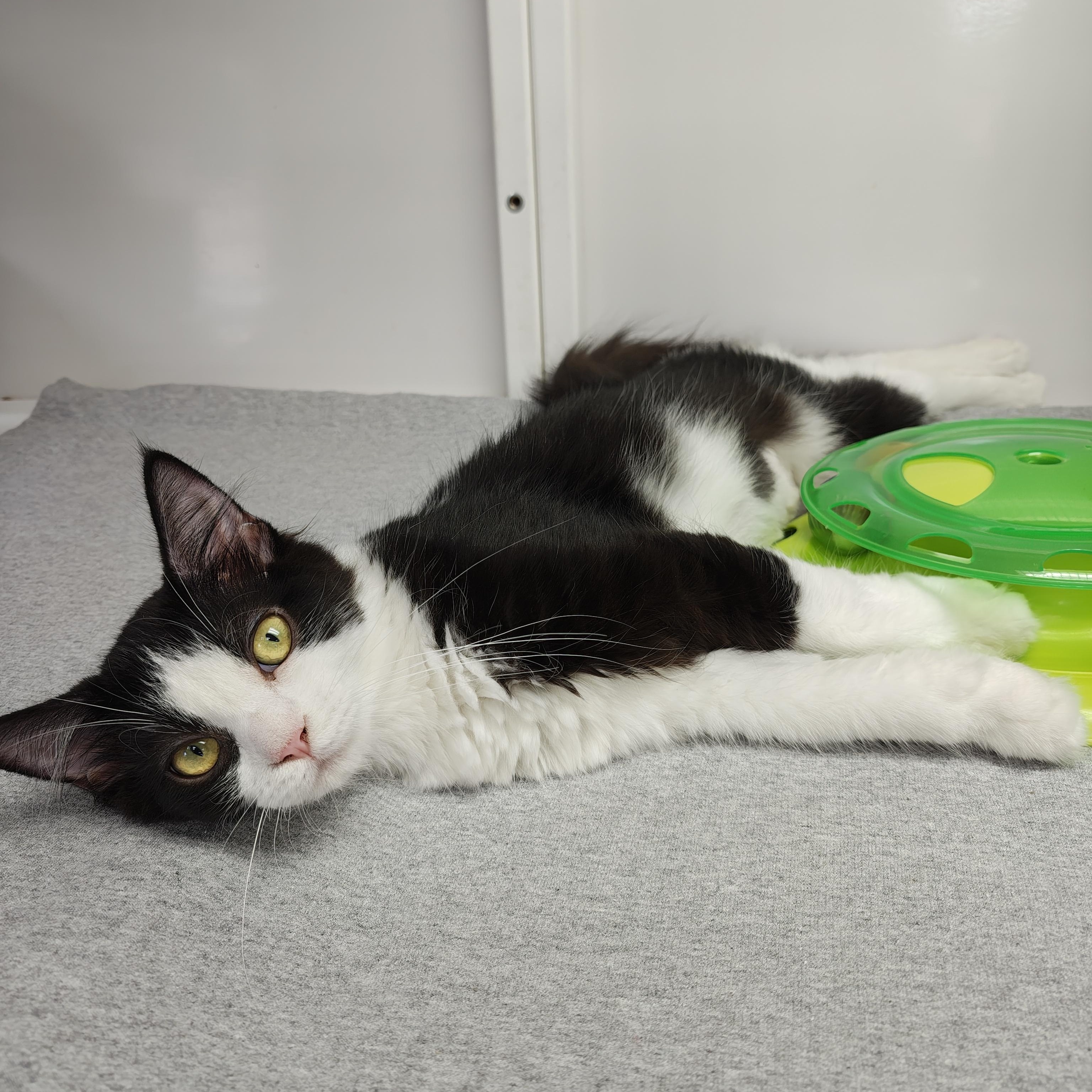 Zuchini, Adoptable, Kitten Female Domestic Short Hair.
