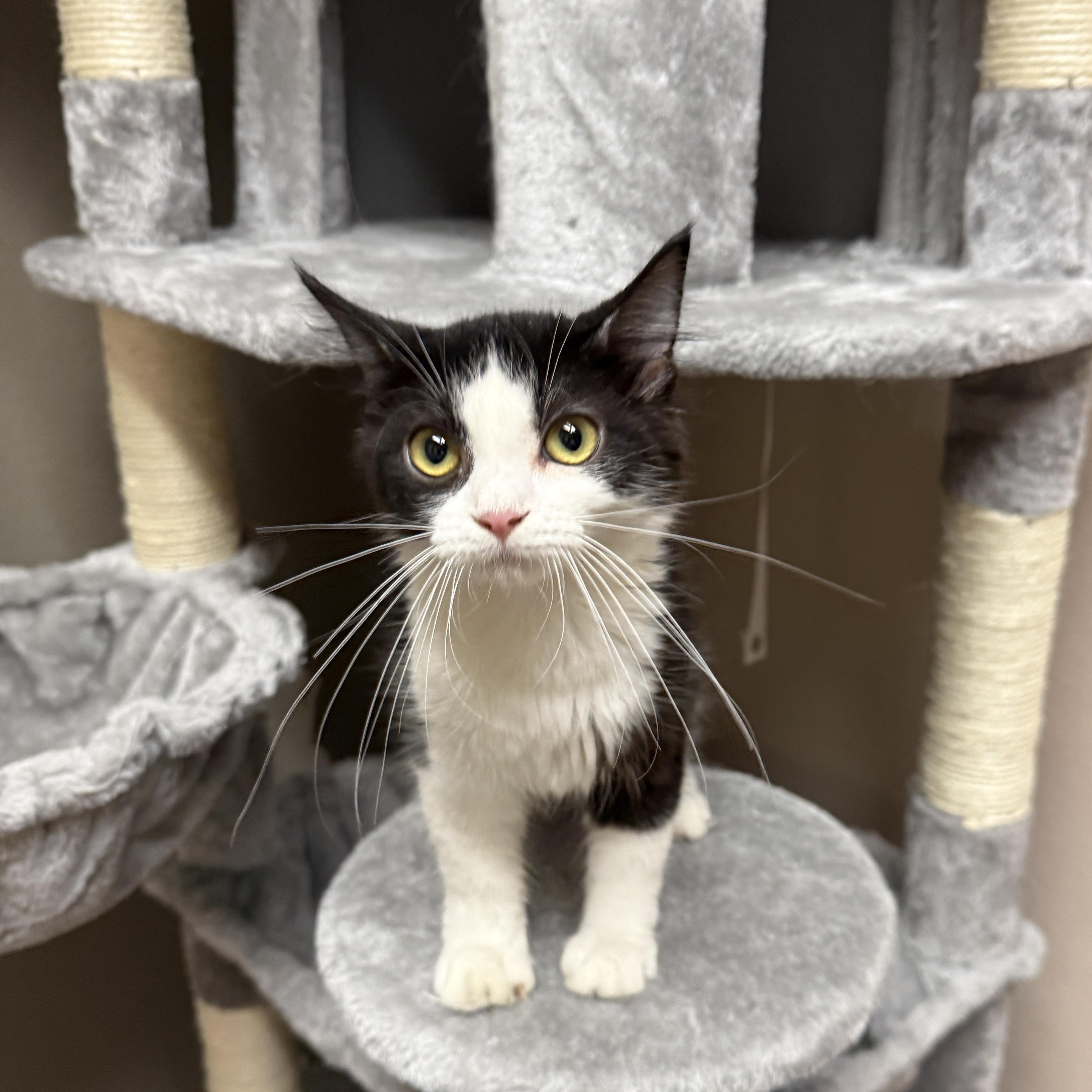 Zuchini, a Adoptable Domestic Short Hair in Oconto, WI image 2/4