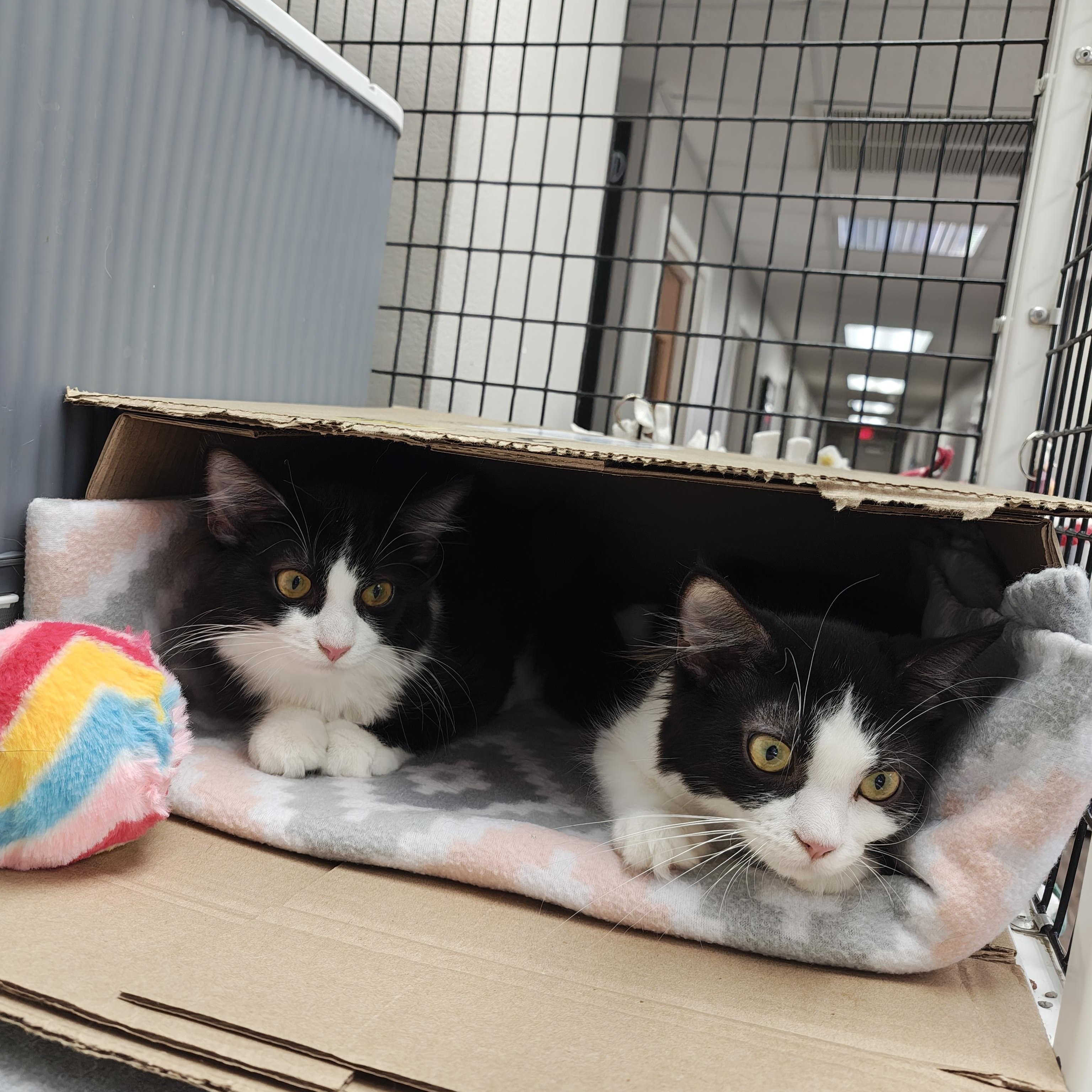 Zuchini, a Adoptable Domestic Short Hair in Oconto, WI image 4/4