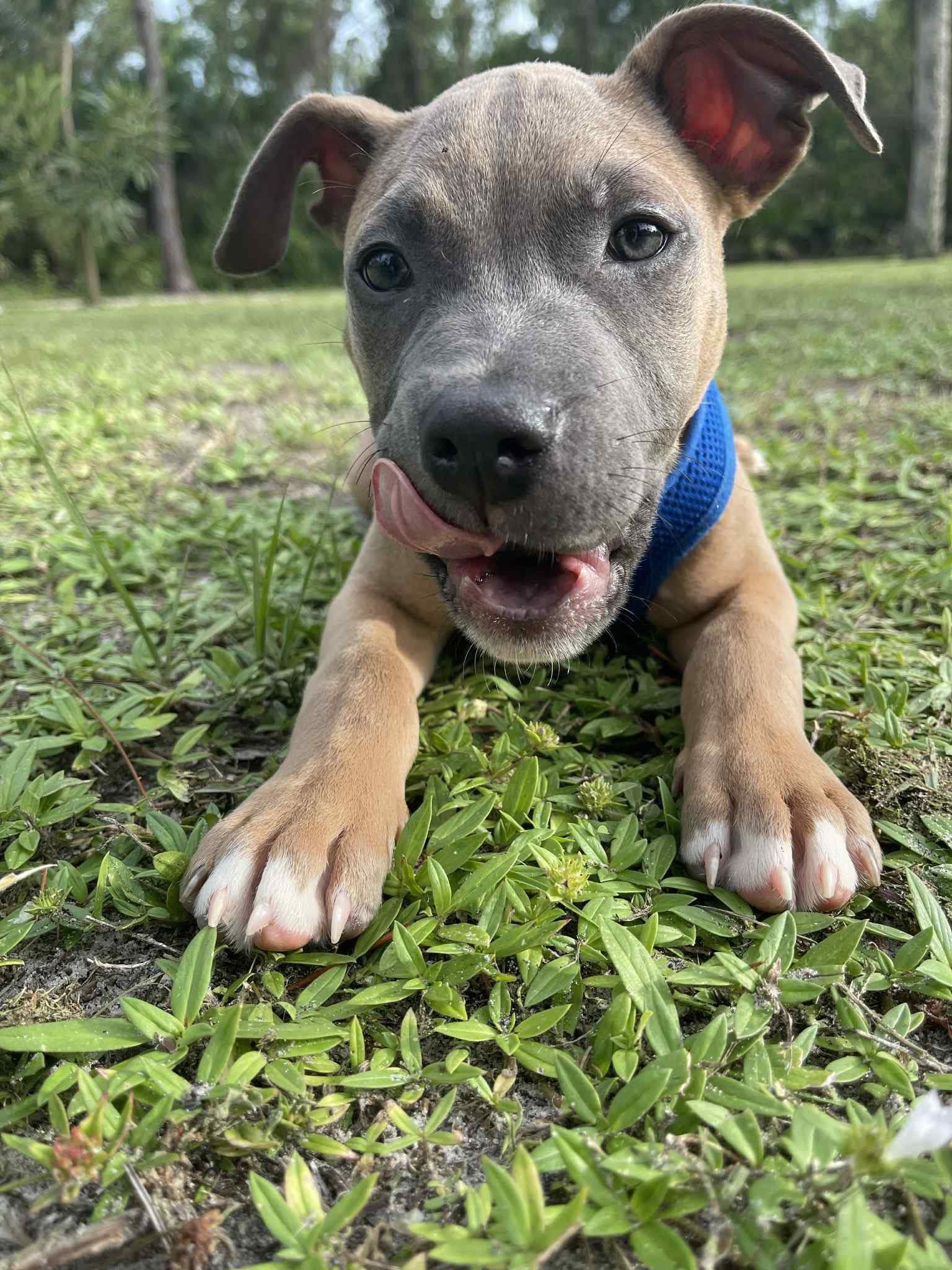 Enlarge Riggs, a Adopted mixed breed in Fort Myers, FL image 1/4