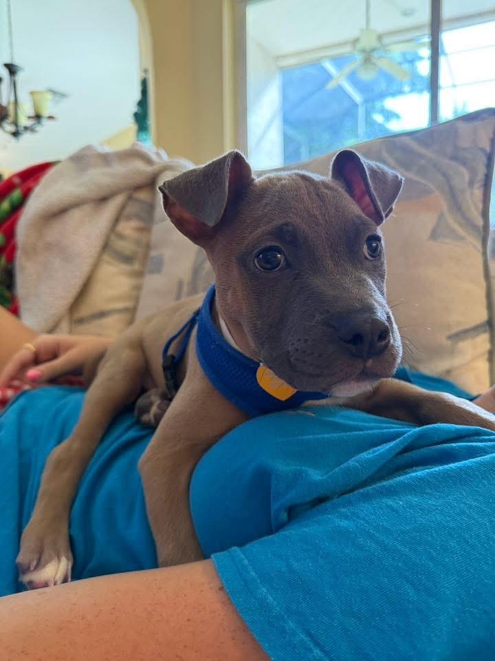 Enlarge Riggs, a Adopted mixed breed in Fort Myers, FL image 2/4