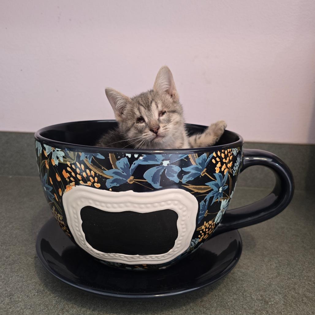 Enlarge Sugar Plum, a Adoptable Domestic Short Hair in Conway, AR image 1/1