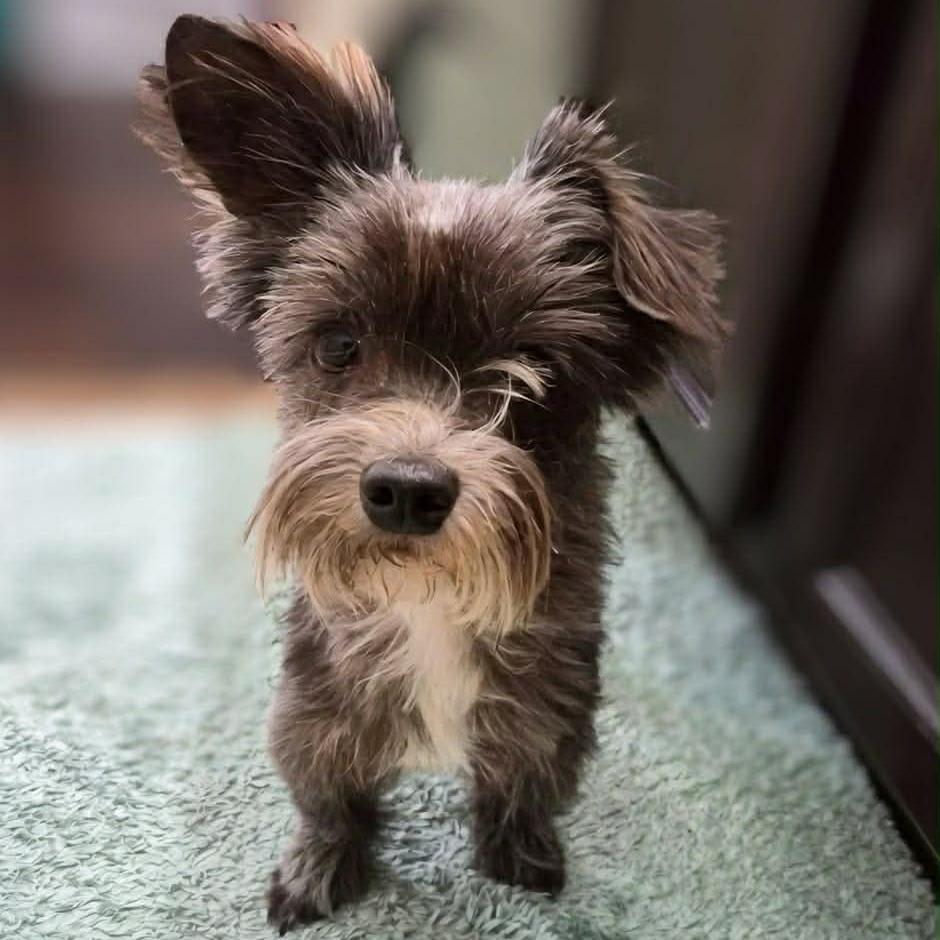 Sprocket, Adoptable, Adult Male Terrier & Mixed Breed.