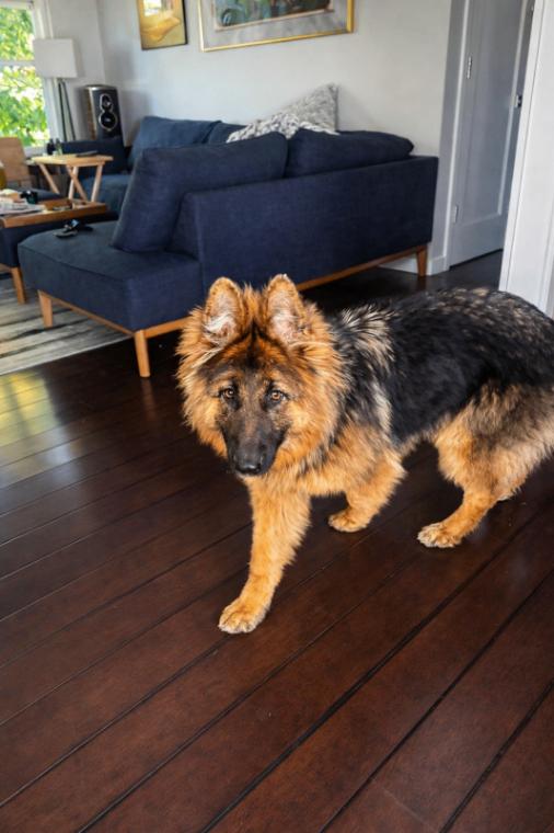 Leah, Adoptable, Adult Female German Shepherd Dog.
