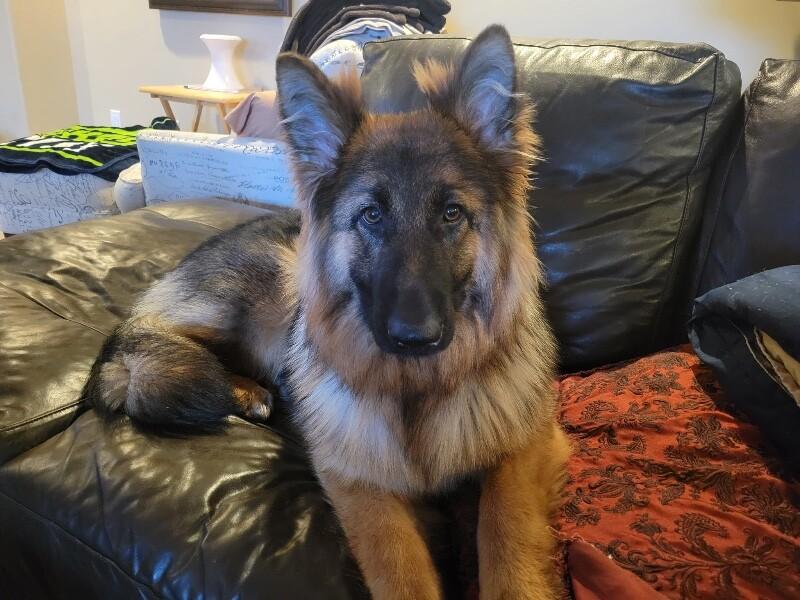Enlarge Leah, a Adoptable German Shepherd Dog in Seattle, WA image 2/5