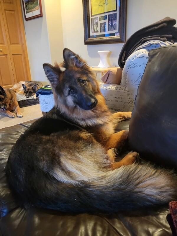 Enlarge Leah, a Adoptable German Shepherd Dog in Seattle, WA image 3/5