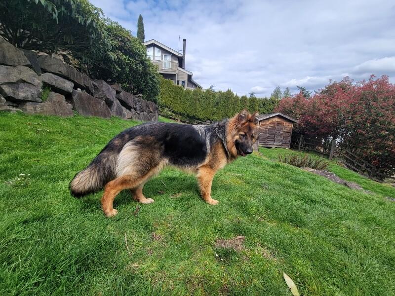 Enlarge Leah, a Adoptable German Shepherd Dog in Seattle, WA image 4/5