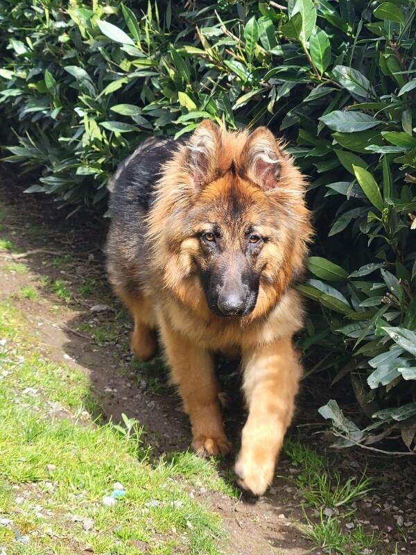 Enlarge Leah, a Adoptable German Shepherd Dog in Seattle, WA image 5/5