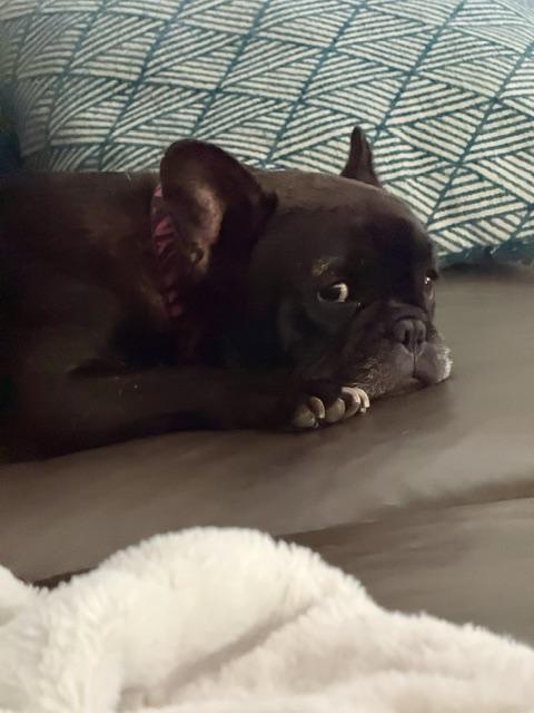 Sweet Delilah Jane, a ADOPTABLE French Bulldog in Huntington Beach, CA image 3/6