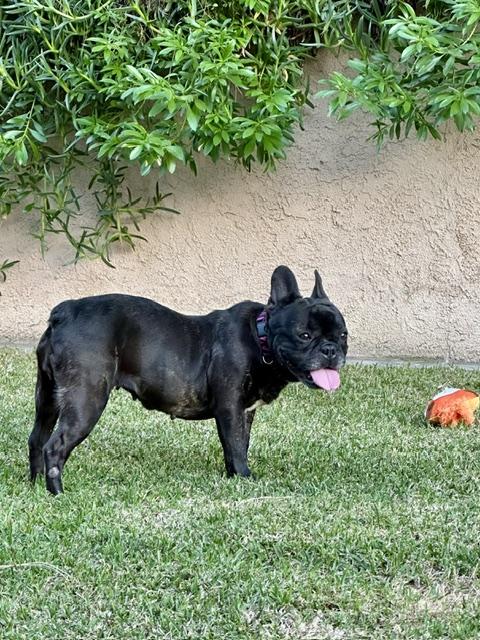 Sweet Delilah Jane, a ADOPTABLE French Bulldog in Huntington Beach, CA image 4/6