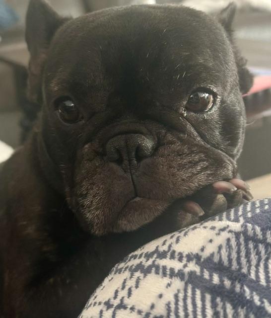 Sweet Delilah Jane, a ADOPTABLE French Bulldog in Huntington Beach, CA image 1/6