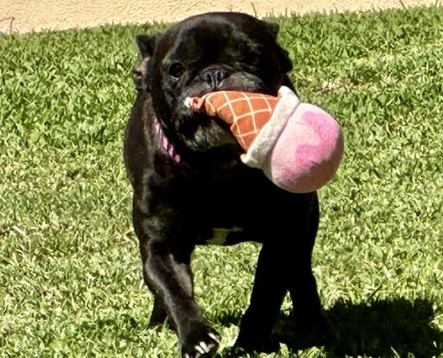 Sweet Delilah Jane, a ADOPTABLE French Bulldog in Huntington Beach, CA image 2/6
