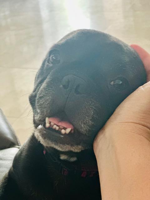 Sweet Delilah Jane, a ADOPTABLE French Bulldog in Huntington Beach, CA image 5/6