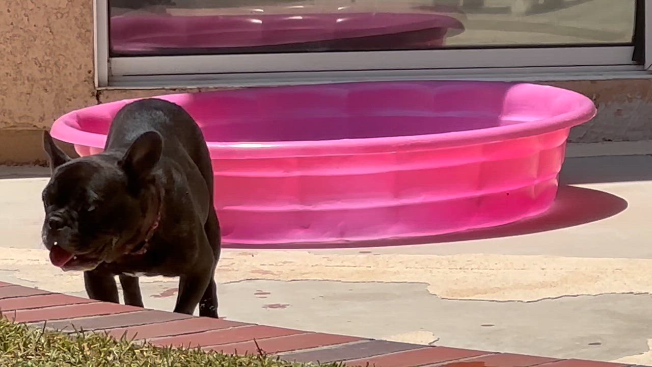 Enlarge Sweet Delilah Jane, a ADOPTABLE French Bulldog in Huntington Beach, CA video 6/6