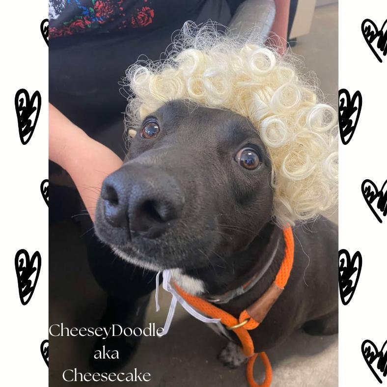 Enlarge Cheesecake, a Adoptable mixed breed in Vinita, OK image 2/4