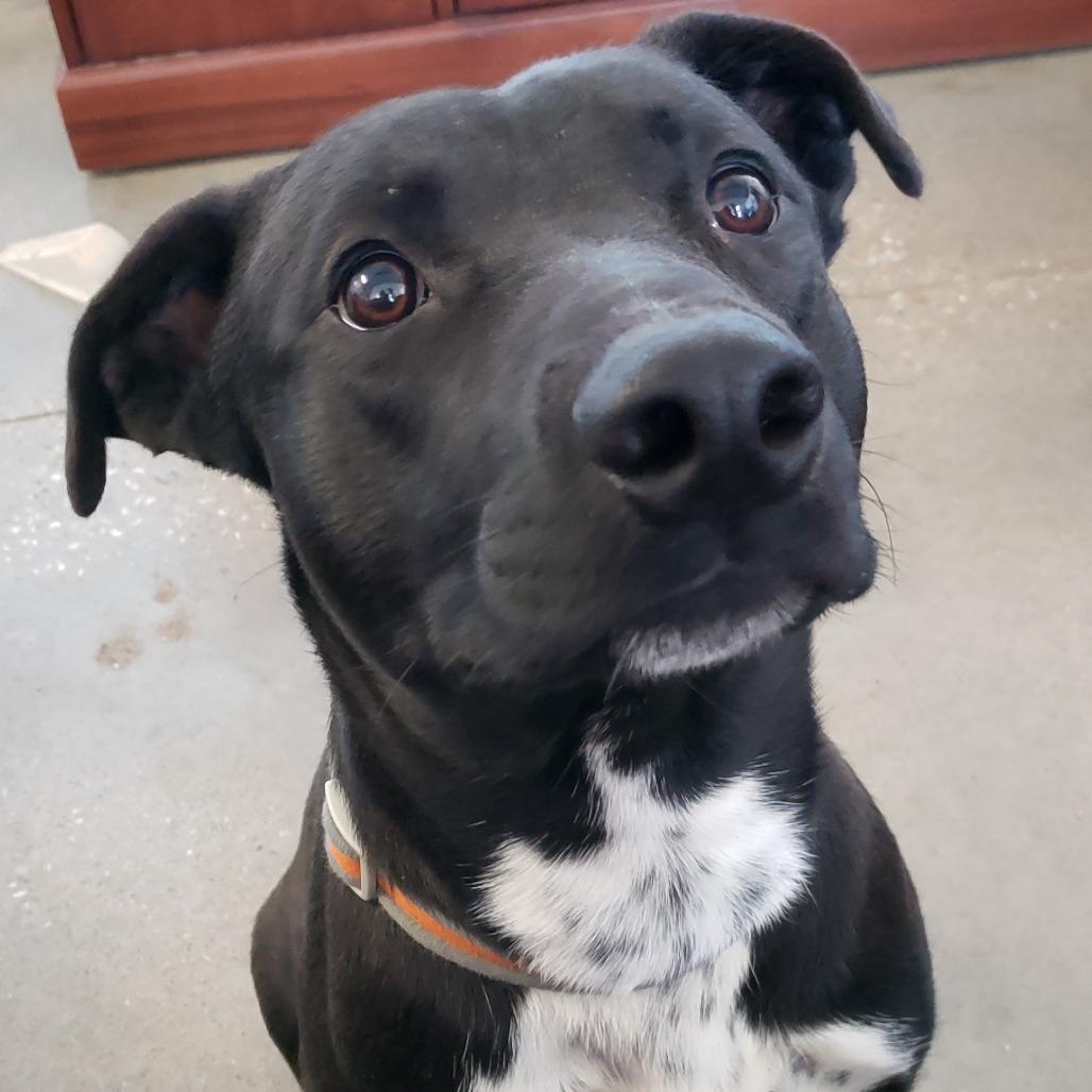 Enlarge Cheesecake, a Adoptable mixed breed in Vinita, OK image 3/4