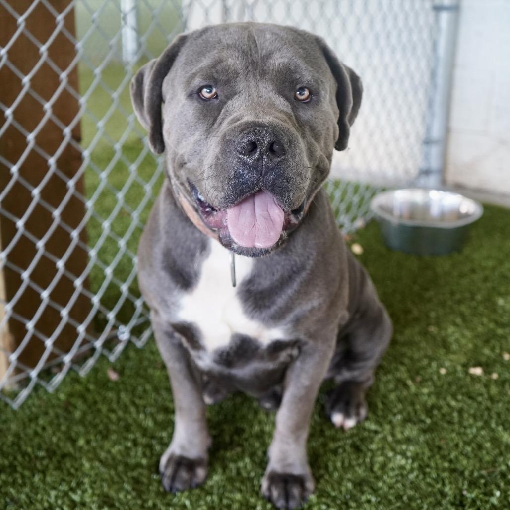 Enlarge Thor, a Adoptable mixed breed in Tuscaloosa, AL image 1/6