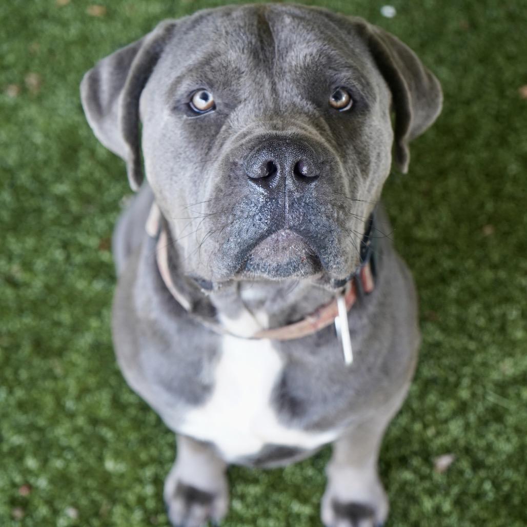 Enlarge Thor, a Adoptable mixed breed in Tuscaloosa, AL image 2/6