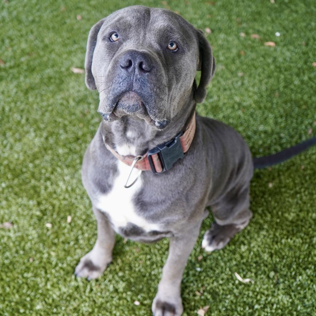 Enlarge Thor, a Adoptable mixed breed in Tuscaloosa, AL image 3/6