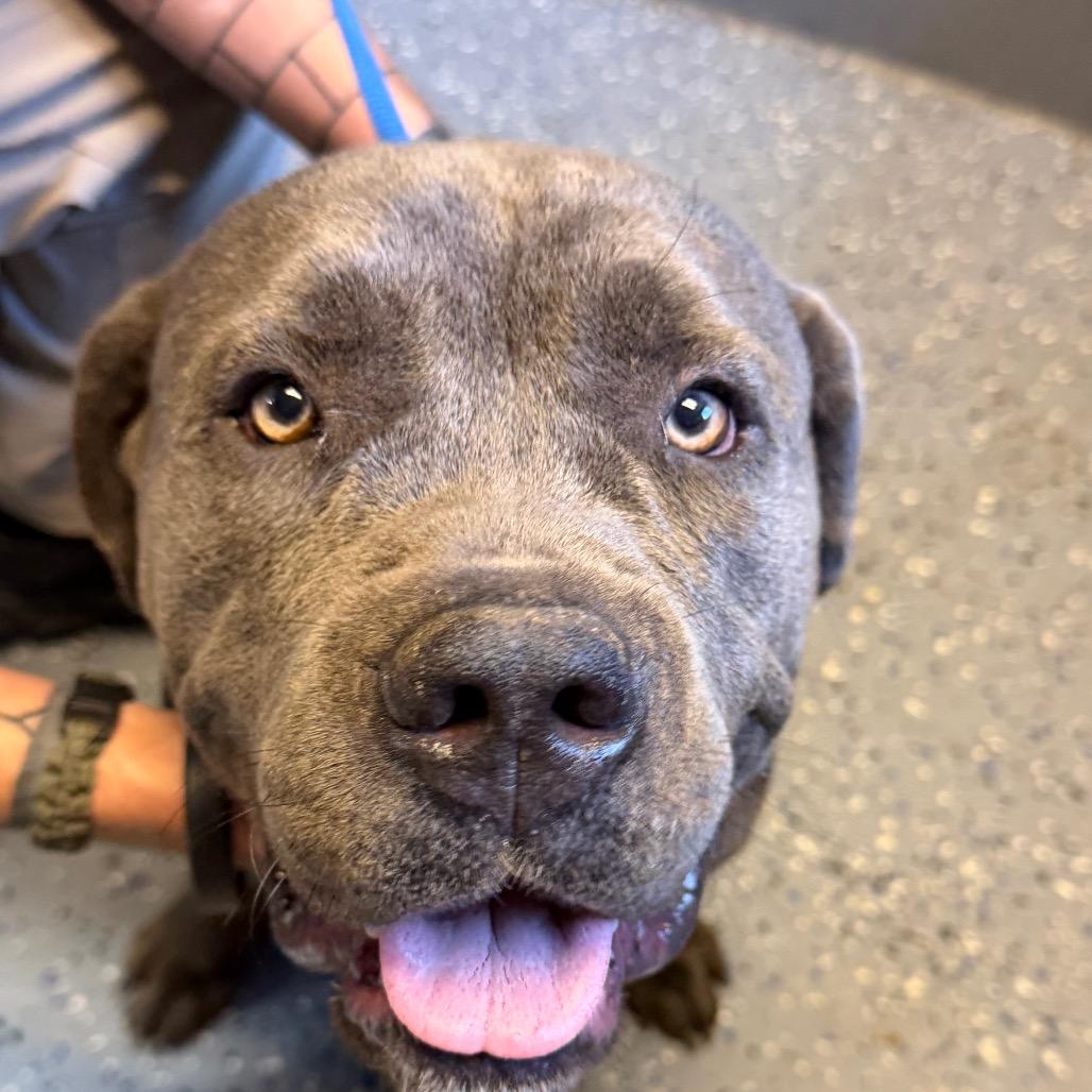 Enlarge Thor, a Adoptable mixed breed in Tuscaloosa, AL image 4/6