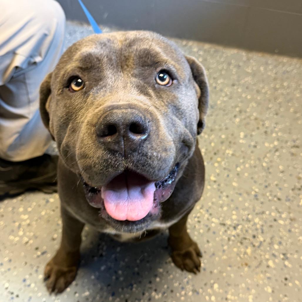 Enlarge Thor, a Adoptable mixed breed in Tuscaloosa, AL image 5/6