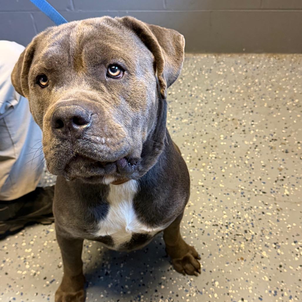 Enlarge Thor, a Adoptable mixed breed in Tuscaloosa, AL image 6/6