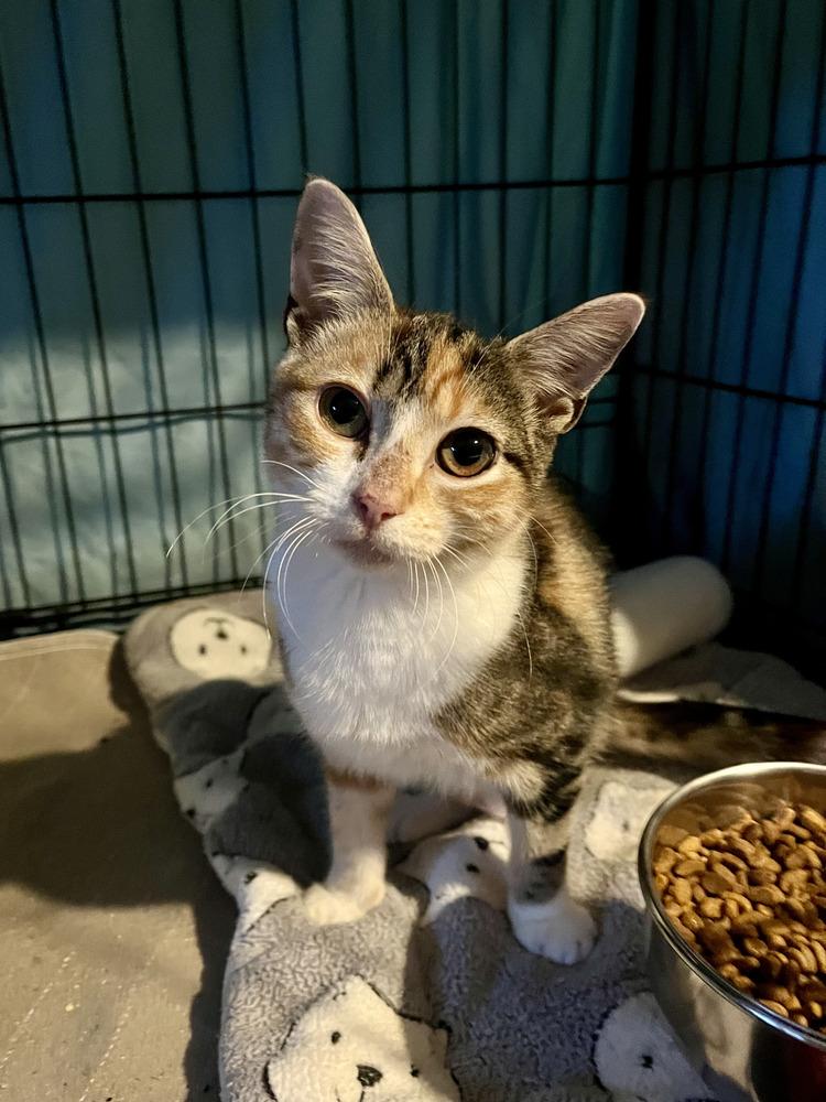 Mittsu, Adoptable, Kitten Female Domestic Short Hair.