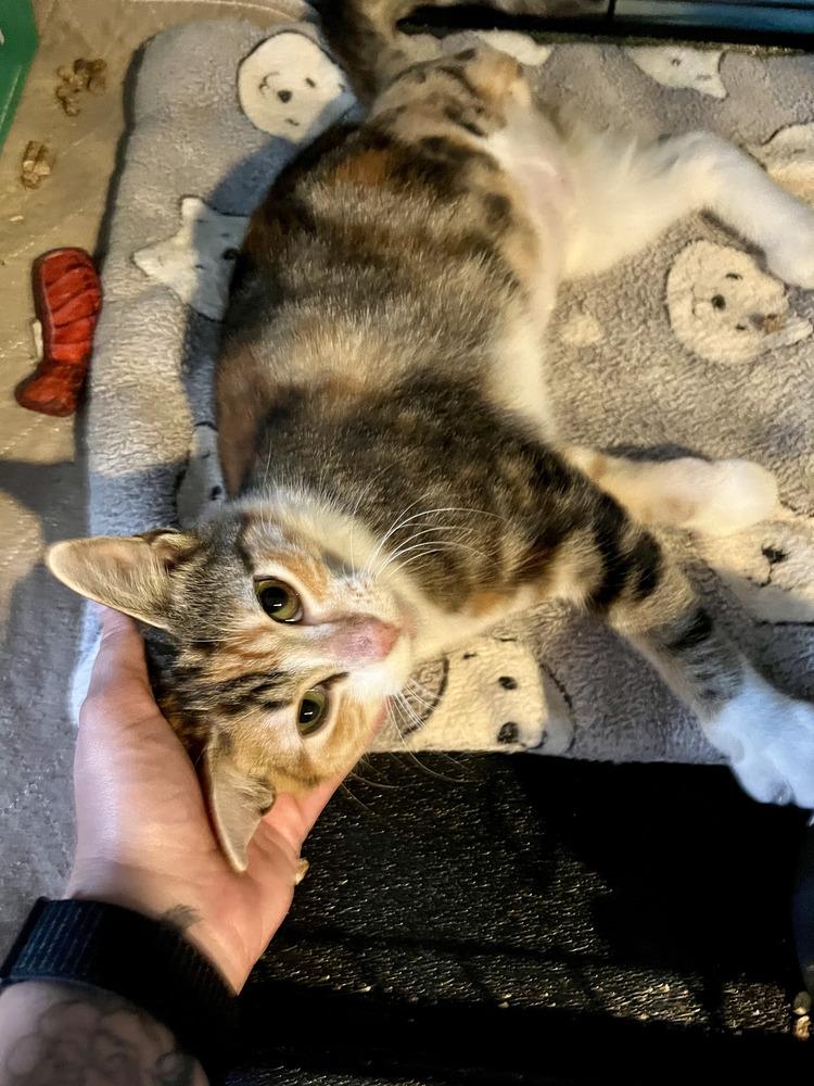 Enlarge Mittsu, a Adoptable Domestic Short Hair in Emerald Isle, NC image 2/4