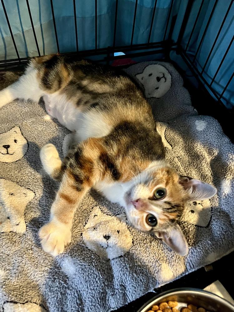 Enlarge Mittsu, a Adoptable Domestic Short Hair in Emerald Isle, NC image 3/4