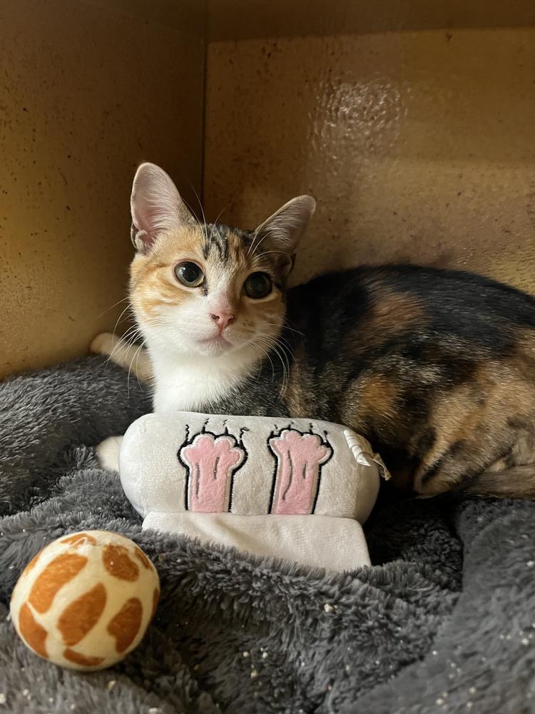 Enlarge Mittsu, a Adoptable Domestic Short Hair in Emerald Isle, NC image 4/4