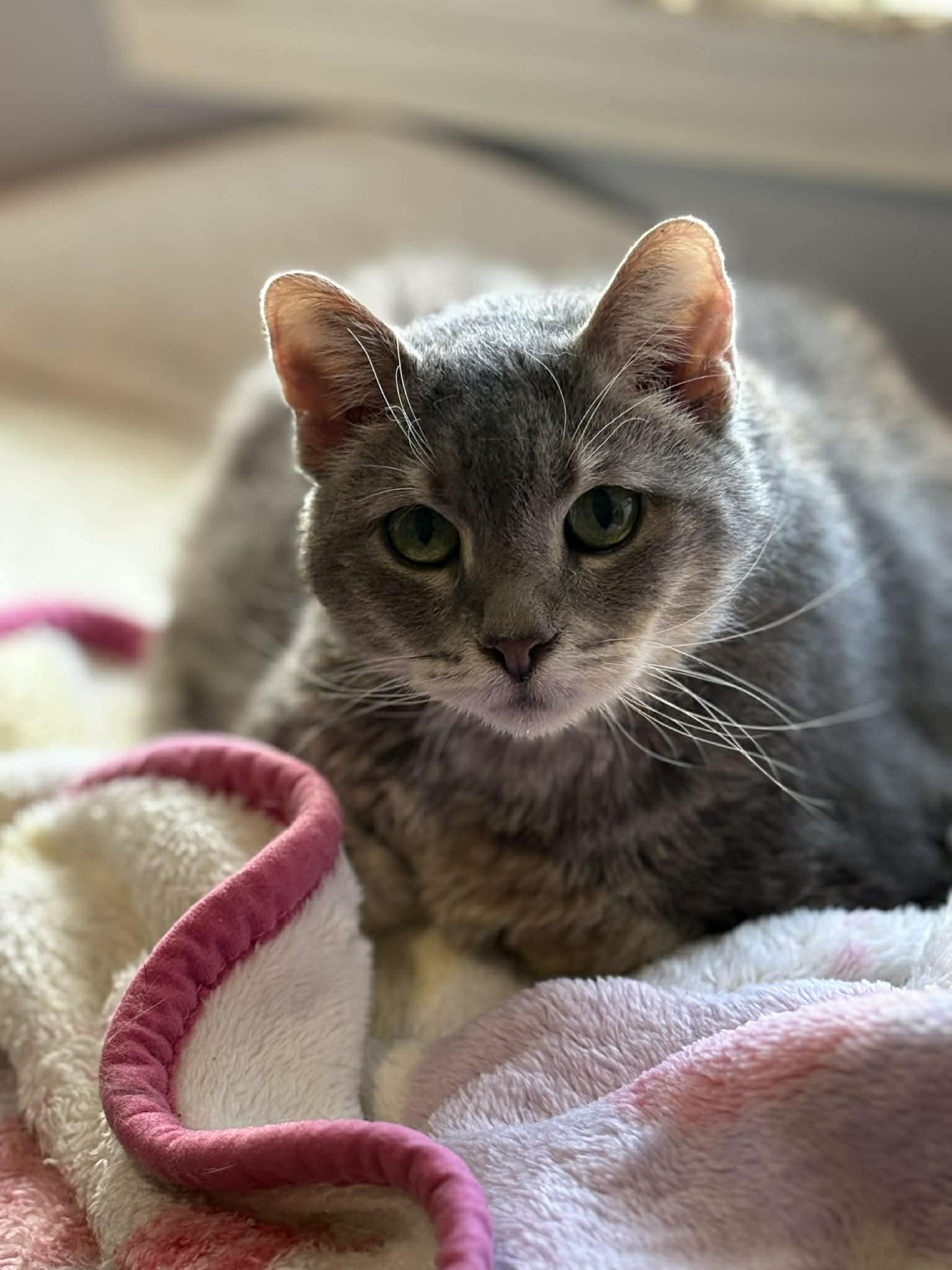 Molly (Debra - Fostered in TN), a ADOPTABLE mixed breed in Brooklyn, CT image 2/2