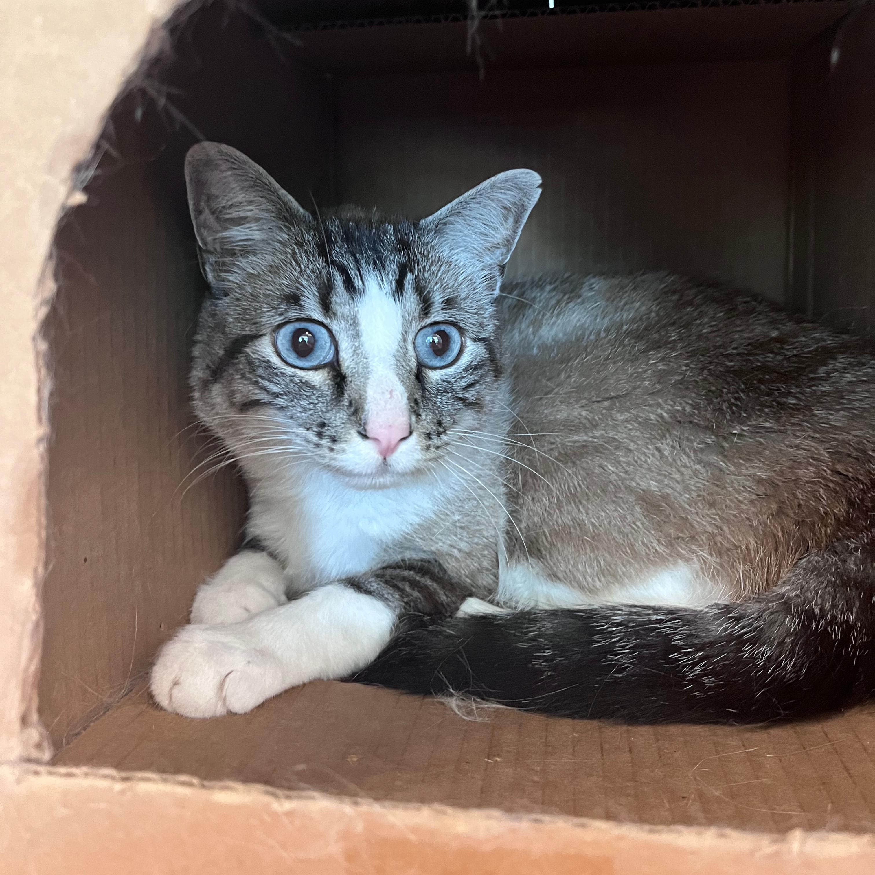 Sir, ADOPTABLE, Adult Male Domestic Short Hair.