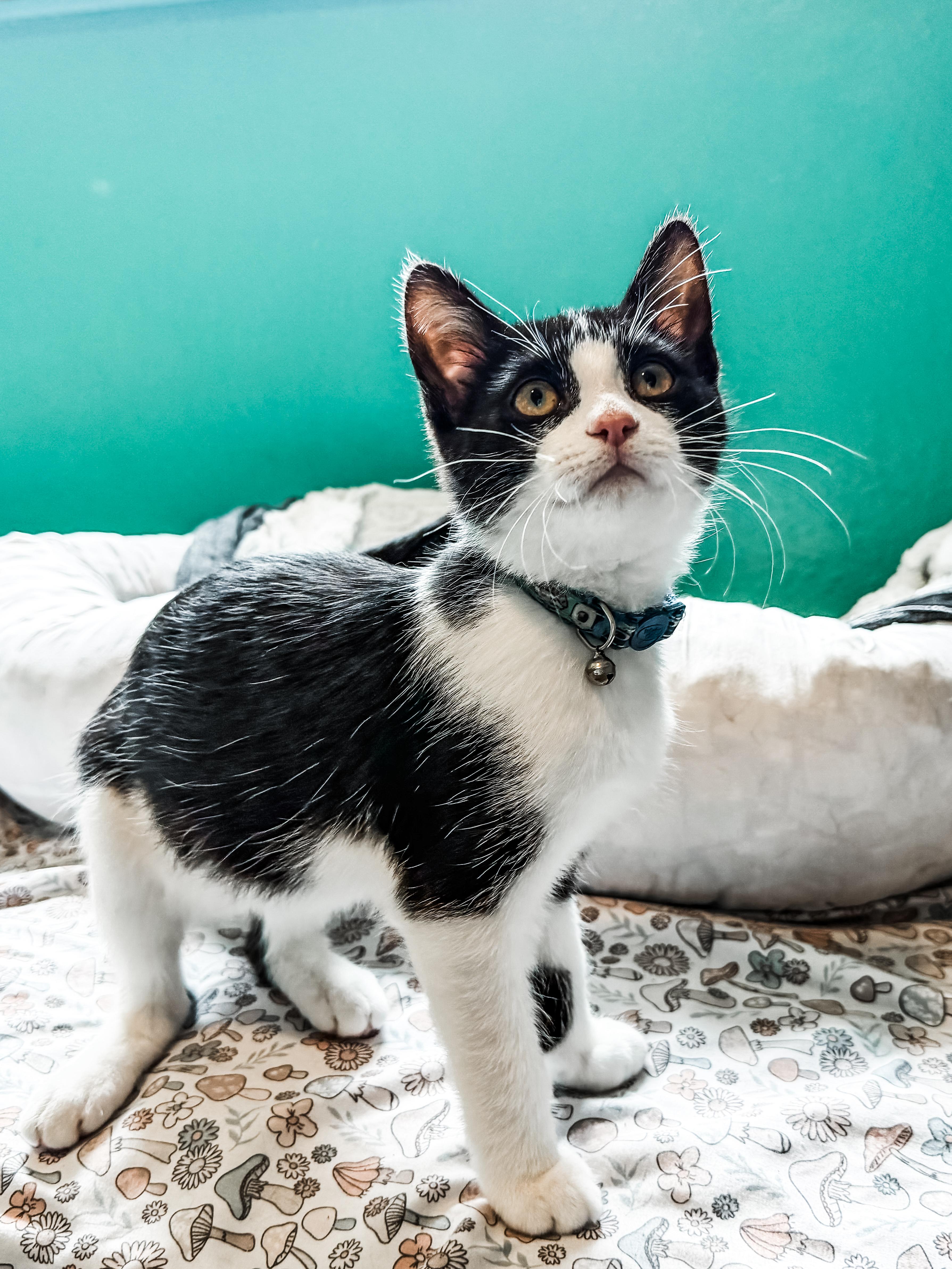 Enlarge Ansel, a ADOPTABLE Domestic Short Hair in Sartell, MN image 1/1