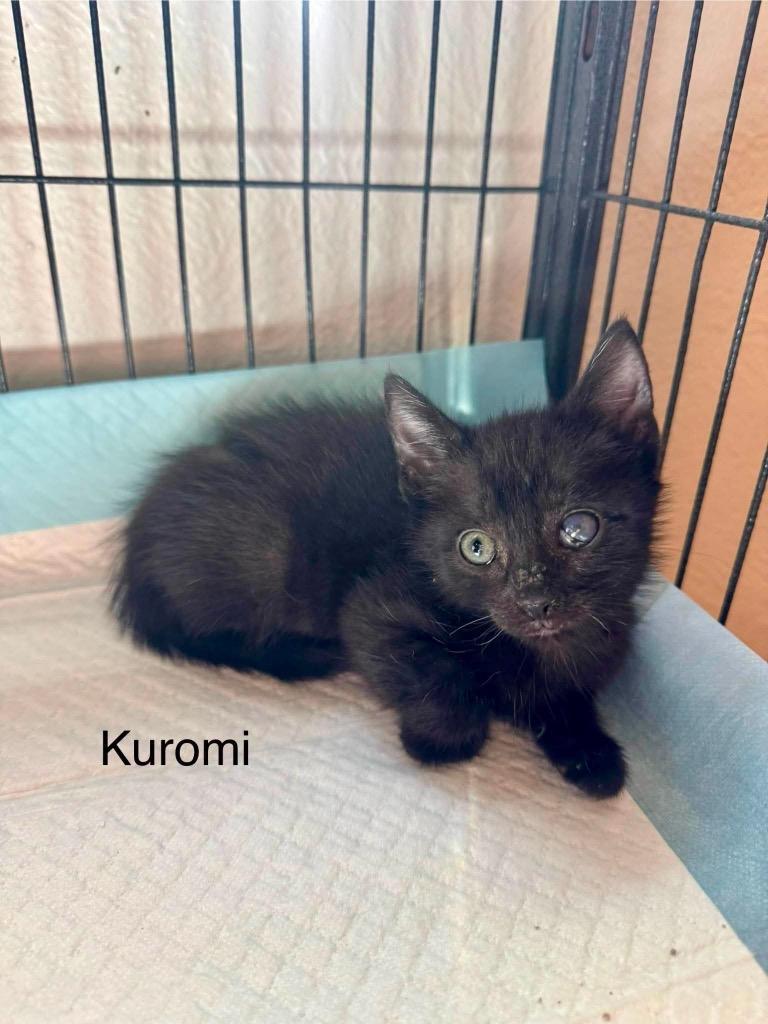 Enlarge Kuromi, a Adoptable mixed breed in Orlando, FL image 1/1