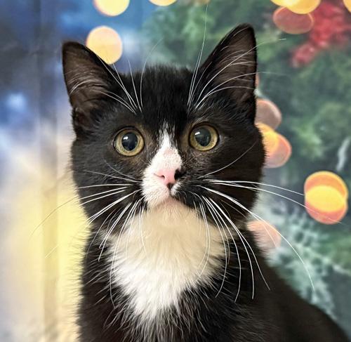 Atticus, Adoptable, Kitten Male Domestic Short Hair.