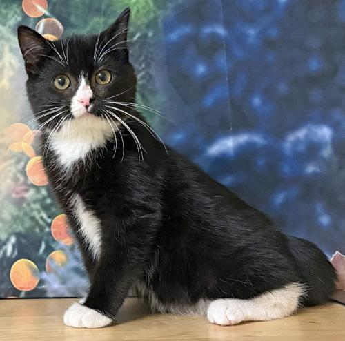 Atticus, a Adoptable Domestic Short Hair in Amery, WI image 2/3