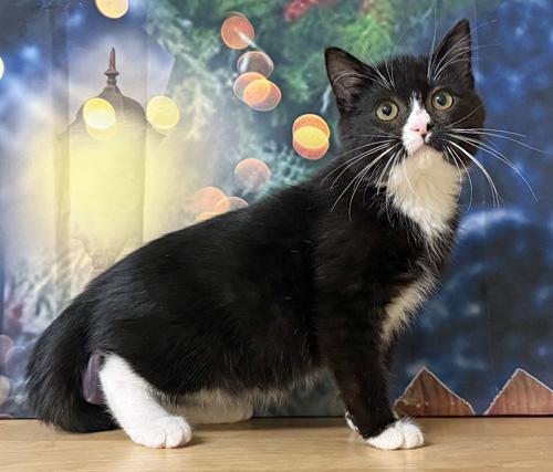 Atticus, a Adoptable Domestic Short Hair in Amery, WI image 3/3