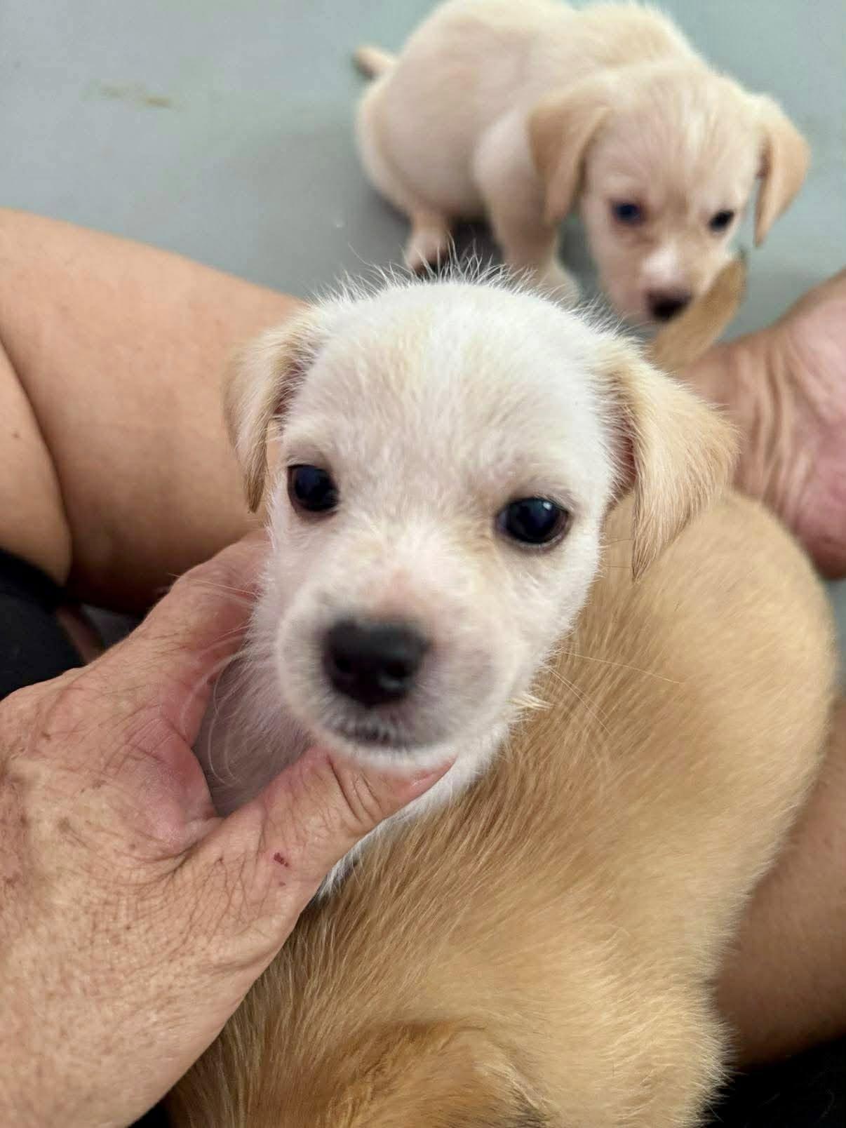 Lolster, ADOPTABLE, Puppy Male Maltese & Chihuahua.