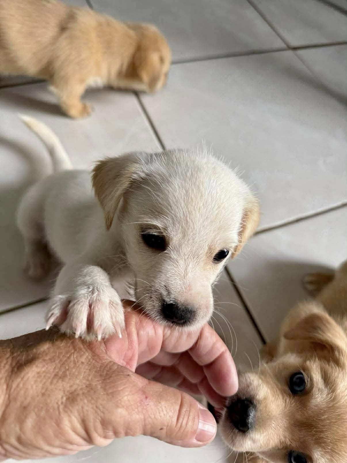 Enlarge Lolster, a ADOPTABLE mixed breed in Nanuet, NY image 2/5