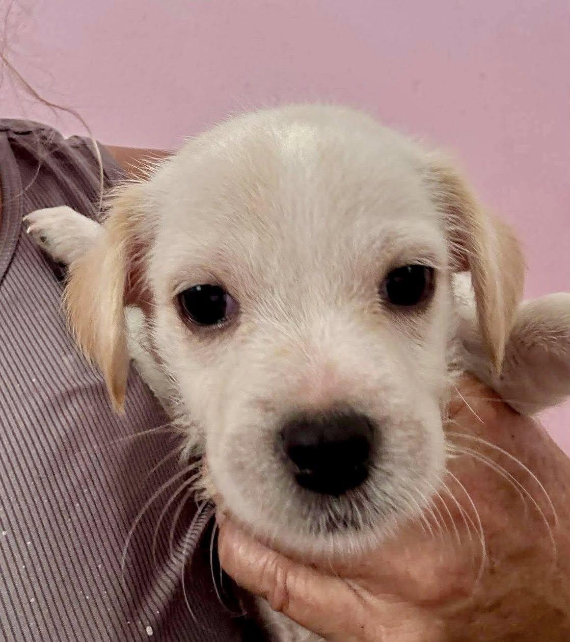 Enlarge Lolster, a ADOPTABLE mixed breed in Nanuet, NY image 4/5