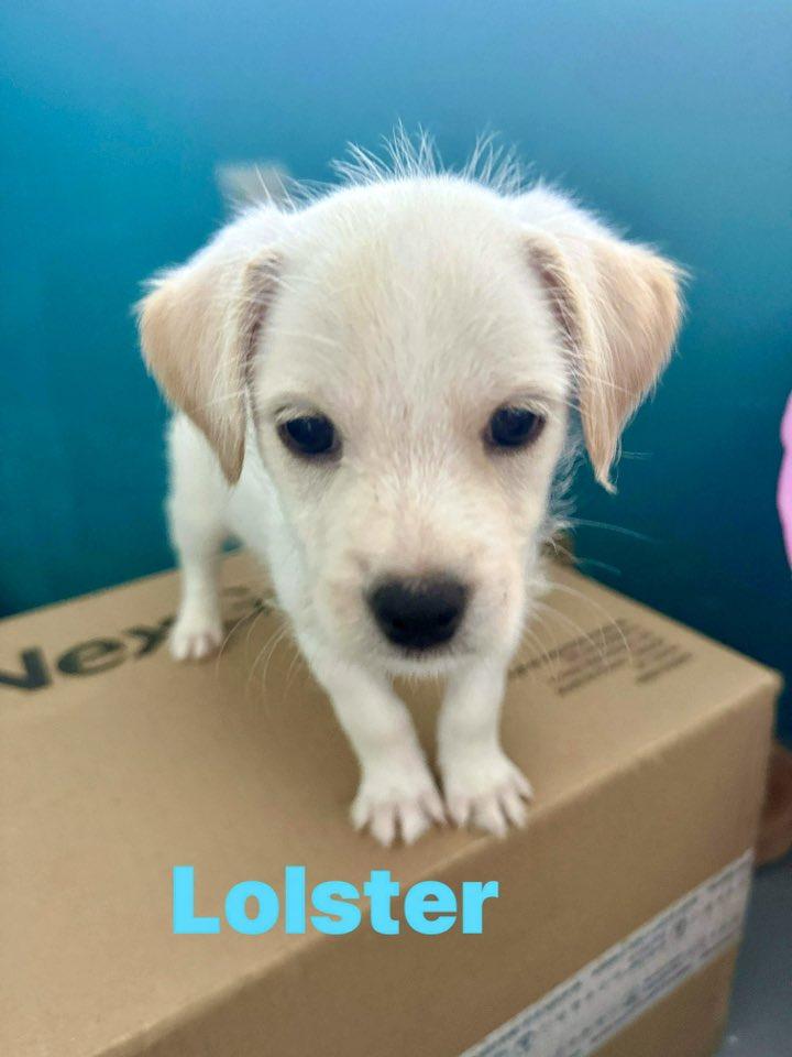Enlarge Lolster, a ADOPTABLE mixed breed in Nanuet, NY image 5/5