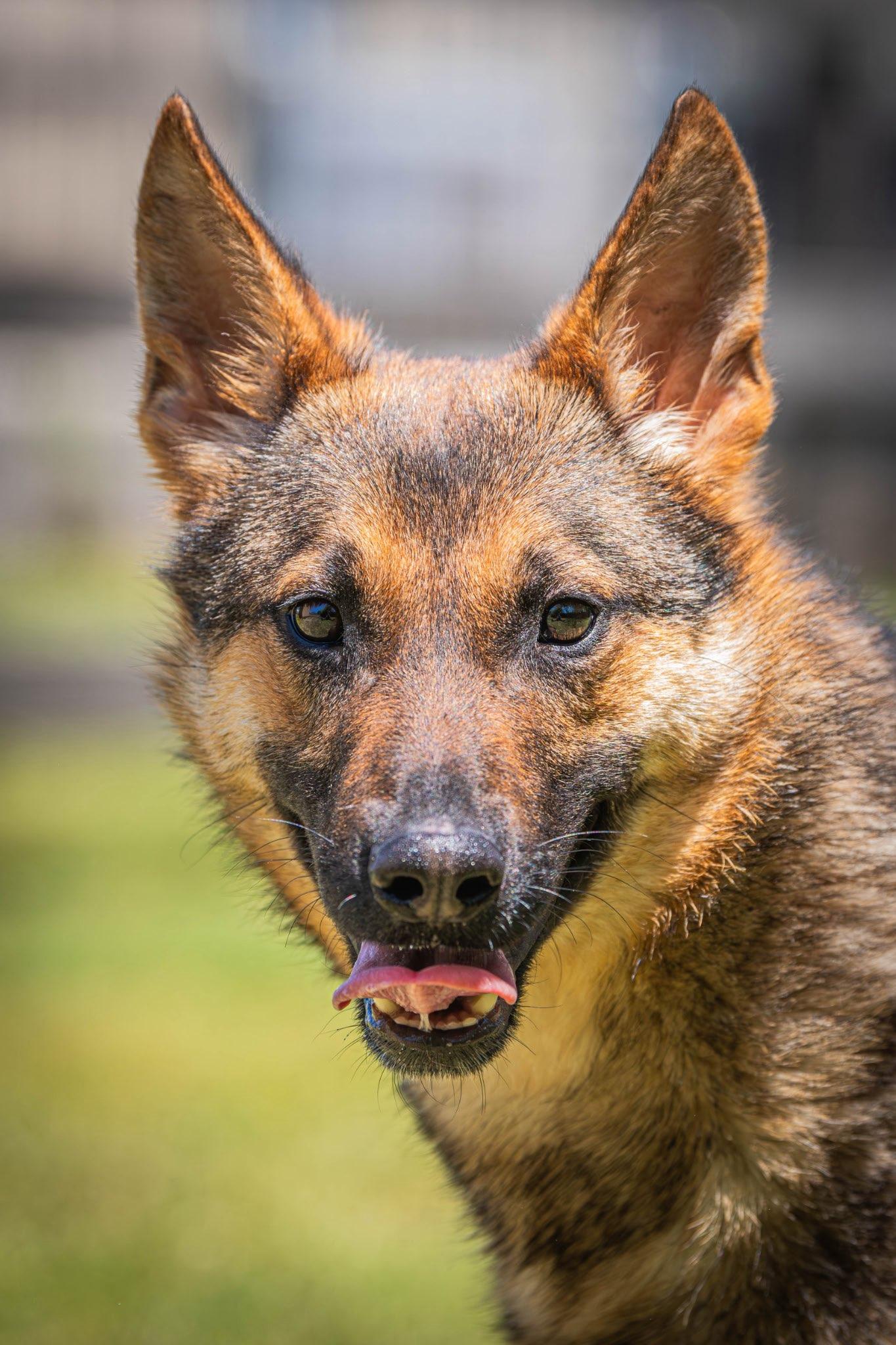 Wile E Coyote, adoptable, Young Male German Shepherd Dog.