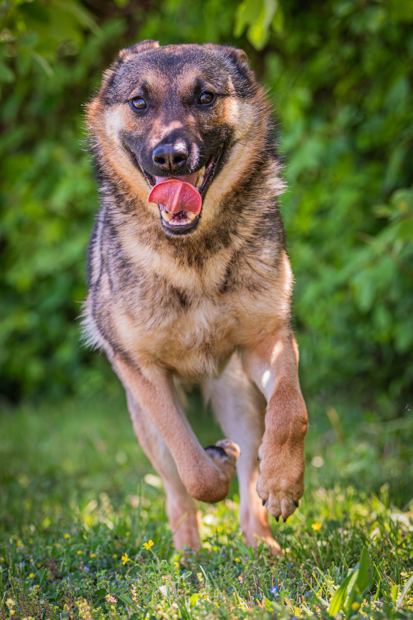 Wile E Coyote, an adoptable German Shepherd Dog in Clayton, NJ image 2/2