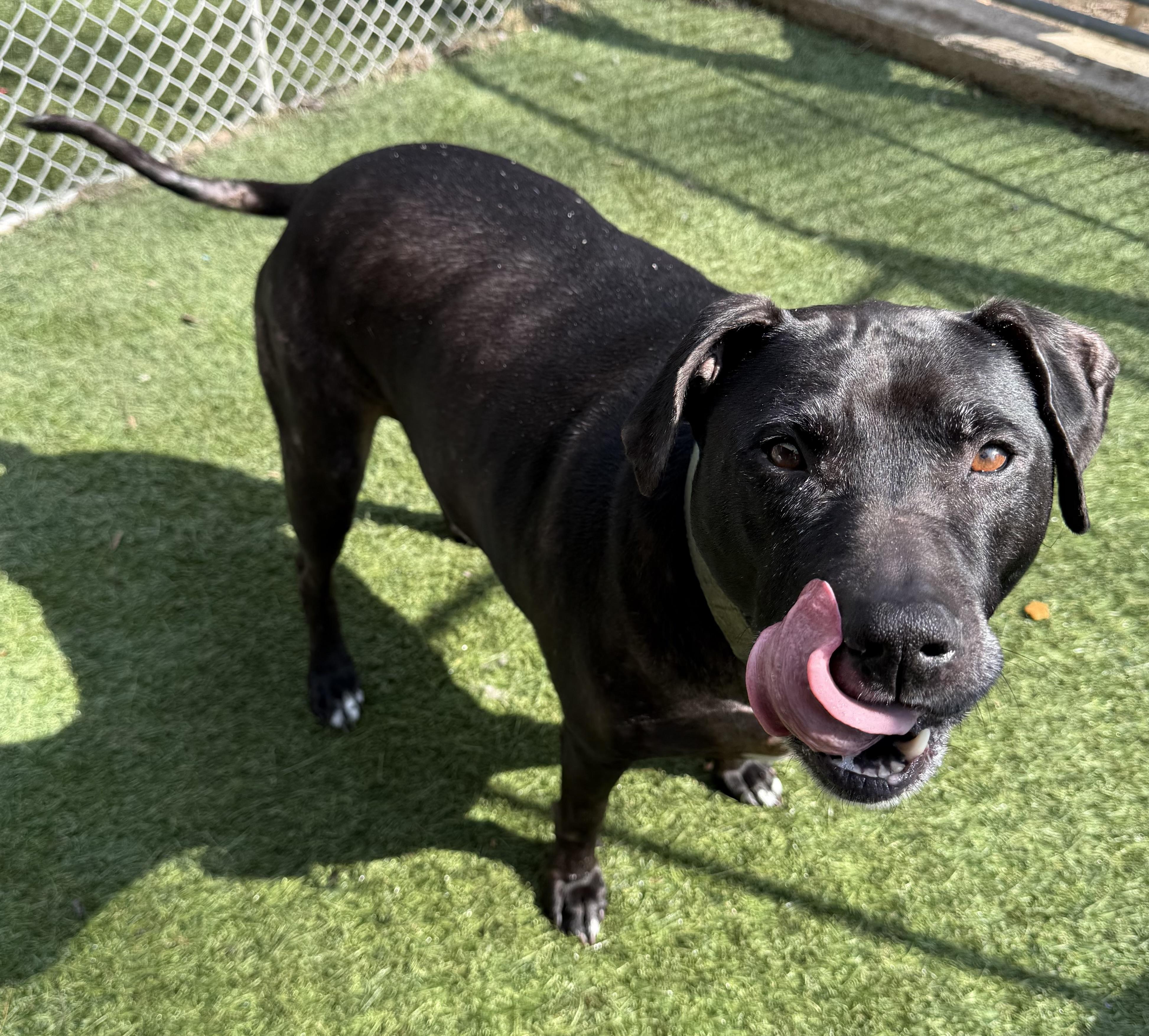 Enlarge Ruby, a ADOPTABLE Mixed Breed in Sudbury, MA image 3/3