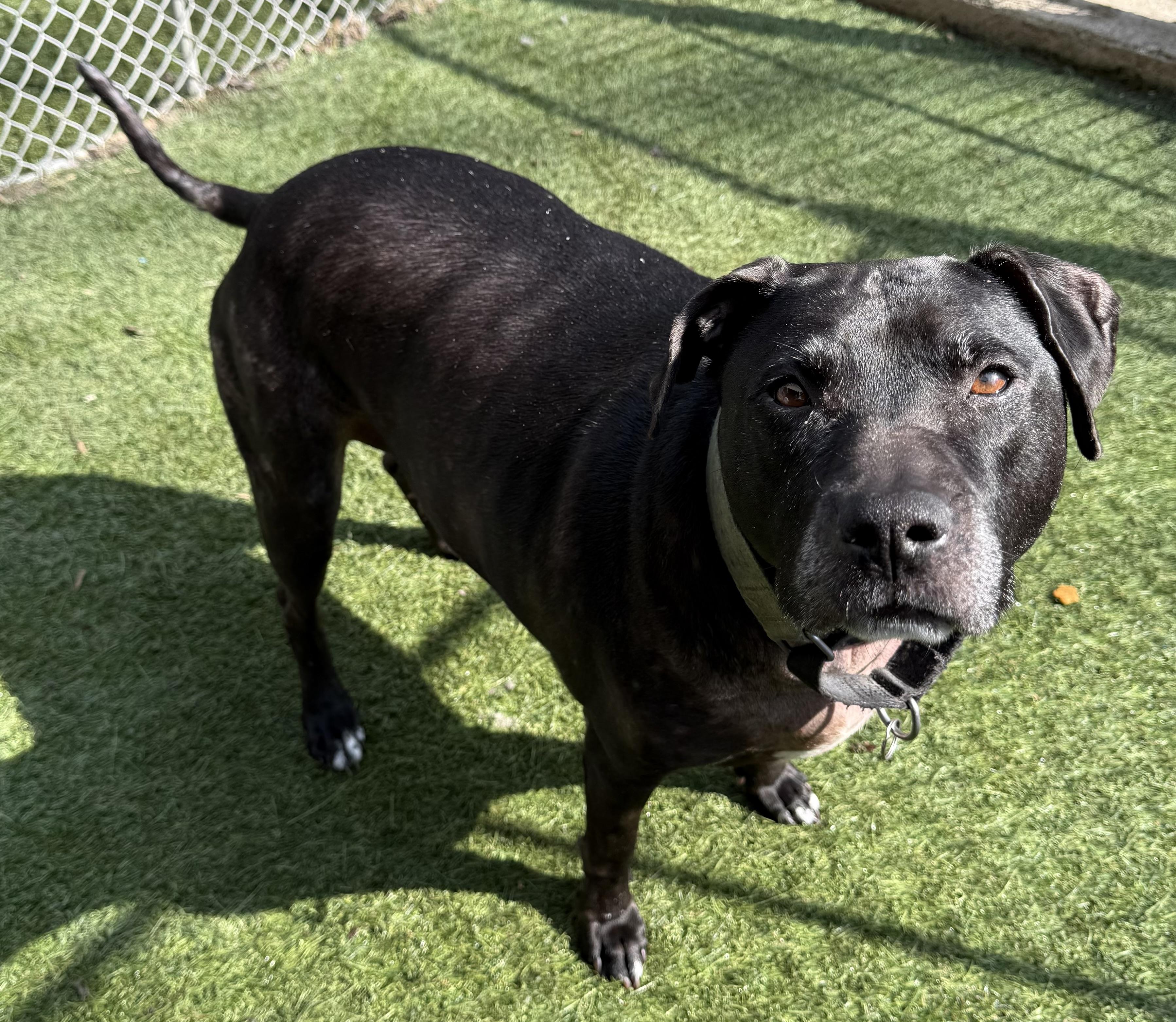 Enlarge Ruby, a ADOPTABLE Mixed Breed in Sudbury, MA image 2/3