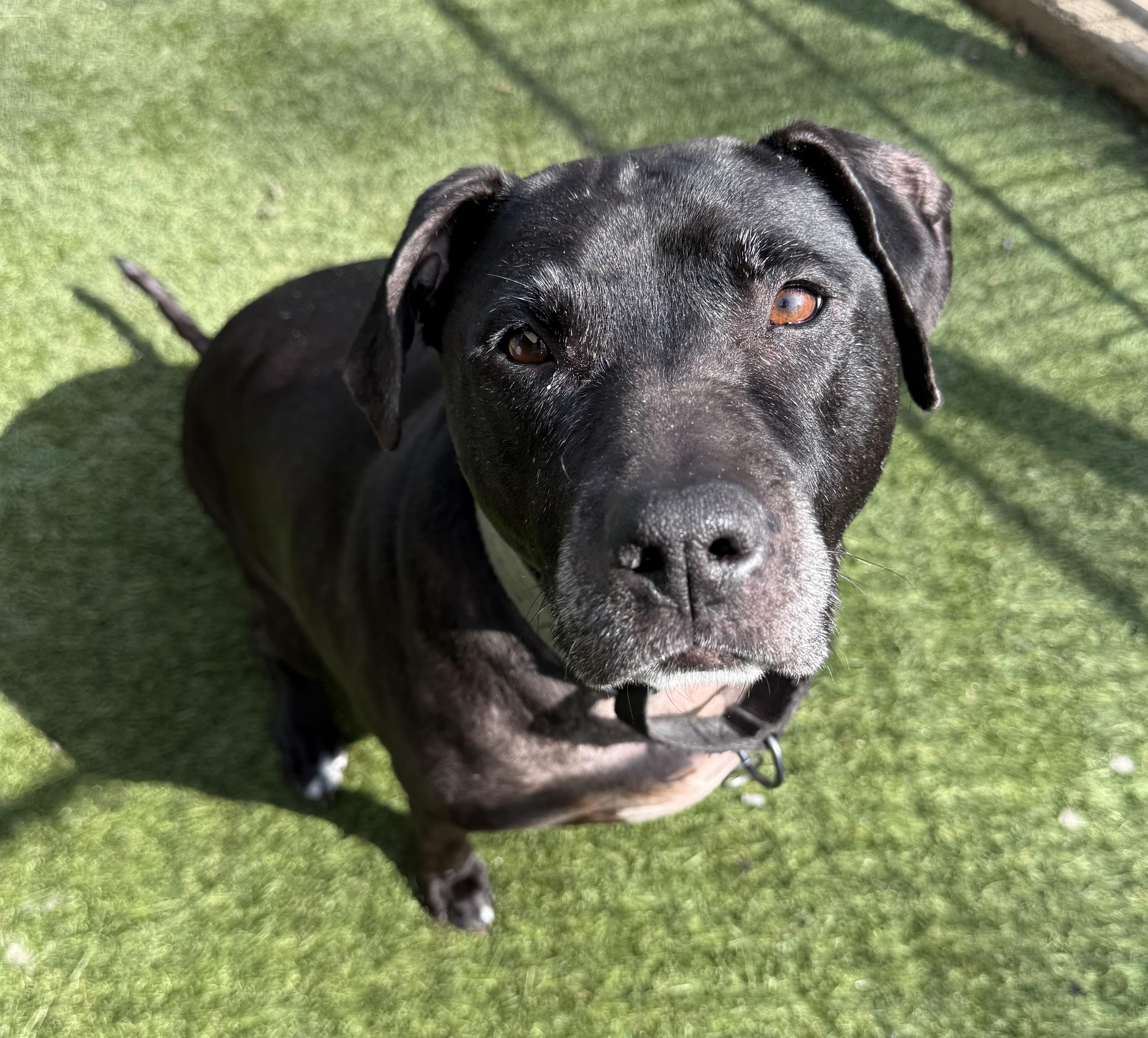 Enlarge Ruby, a ADOPTABLE Mixed Breed in Sudbury, MA image 1/3