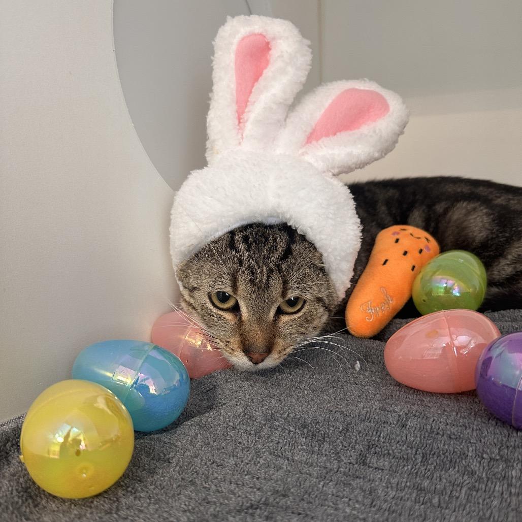 Tuba, Adoptable, Adult Male American Shorthair.